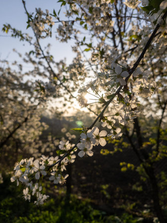 A bunch of white flowers on a tree in the sunlight.