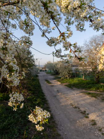 A dirt road lined with white flowers on a tree.の写真素材