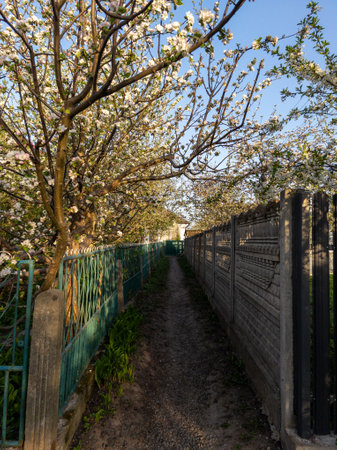 A walkway lined with trees and a fence in the middle of a garden.の写真素材