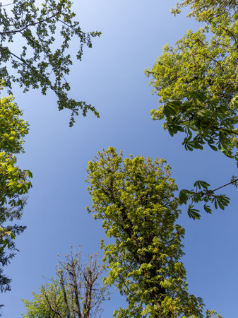A group of trees that are next to each other.の写真素材