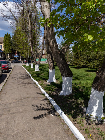 A row of trees that are painted white on the side of a road.の写真素材