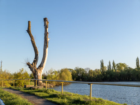 A dead tree next to a body of water.の写真素材