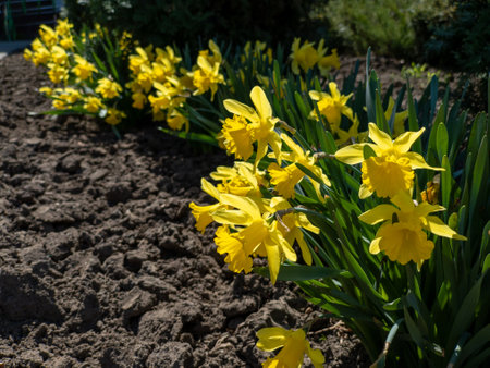 A field of yellow daffodils in the middle of a garden.の写真素材