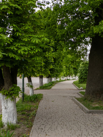 A walkway lined with trees in a park next to a road.の写真素材