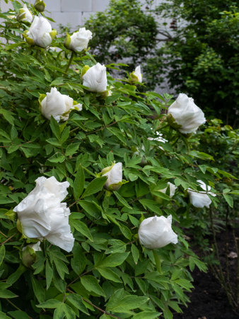 A bush of white flowers with green leaves in a garden.の写真素材