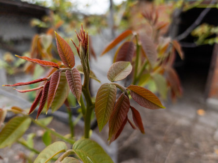 A close up of a plant with red leaves on it.の写真素材