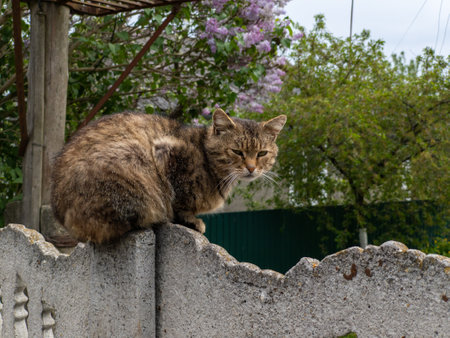 A cat sits on a concrete fence against a lilac.の写真素材