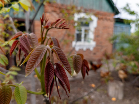 A branch of a tree with red leaves in front of a brick building.の写真素材