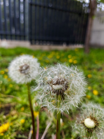 A dandelion in the middle of a field of yellow flowers.の写真素材