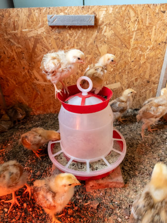 A group of small chicks standing on top of a red and white feeder.の写真素材