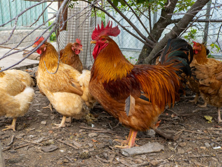 Rooster with chicken standing next to each other under a tree.の写真素材