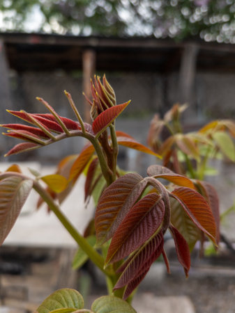 A close up of a plant with red leaves on it.の写真素材