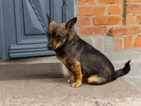 A small dog sitting on the ground in front of a door.の写真素材