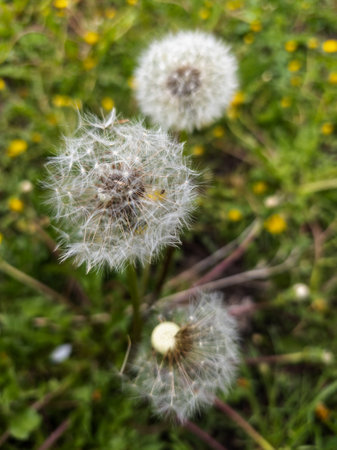 A close up of a dandelion in a field of yellow flowers.の写真素材