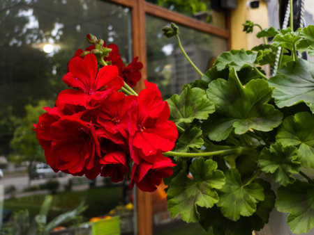 A red flower with green leaves in front of a window.の写真素材