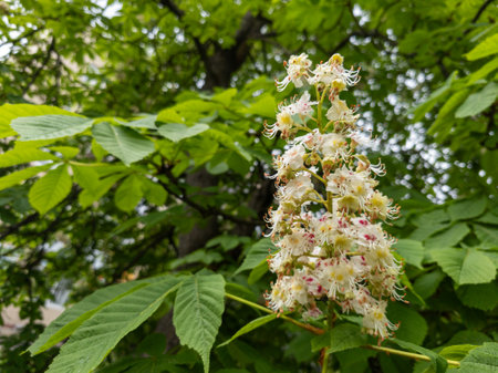 Kashtan tree with white flowers and green leaves.の写真素材