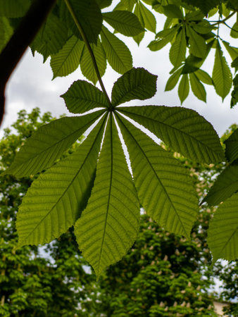 A close up of a green leaf on a tree branch.の写真素材