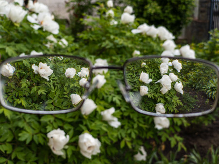 A pair of glasses sitting on top of a bush of white flowers.の写真素材