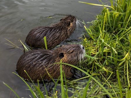 A couple of beavers are swimming in the water.の写真素材