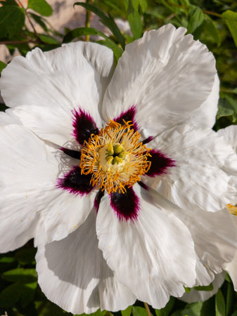 A close up of a white flower with a yellow center.の写真素材