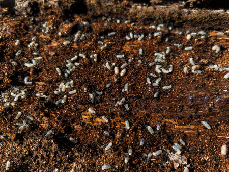 A group of white bugs crawling on a piece of wood.