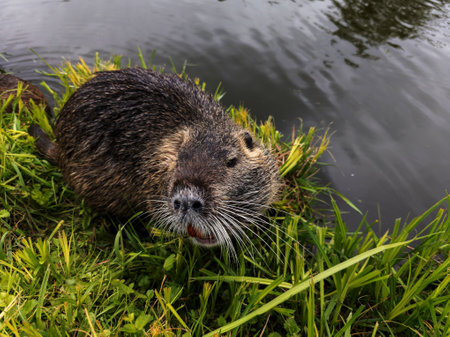 A beaver eating grass by the water with its mouth open.の写真素材