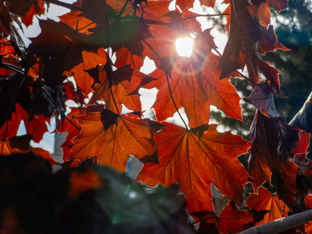 The sun shines through the leaves of a tree.