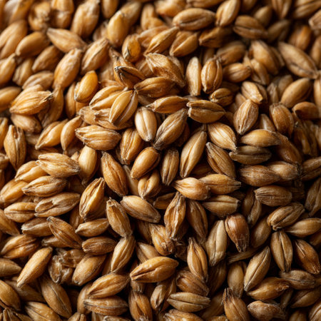 A close up of a pile of barley grains.の素材