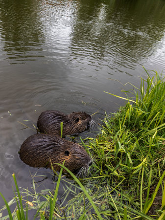 A couple of beavers are swimming in the water.