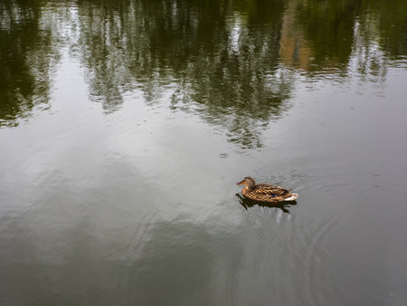 A duck swimming in a pond with trees reflected in the water.の写真素材