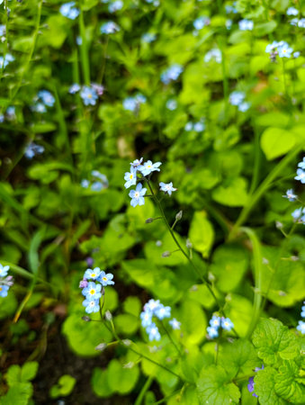 A bunch of small blue flowers that are in the grass.の写真素材