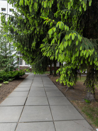 A walkway in the middle of a park with trees and bushes.の写真素材