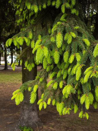 A close up of a tree with green leaves on it.の写真素材