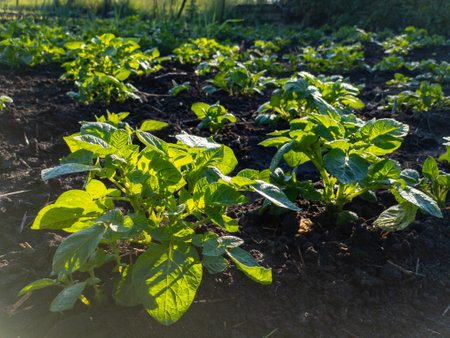 A field of potato plants growing in the sun.の写真素材