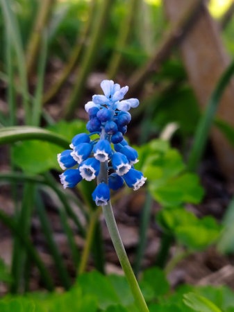 A small blue flower in the middle of some green grass.の写真素材