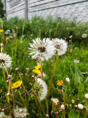 A field of dandelions and dandelion flowers in front of a white wall.の写真素材