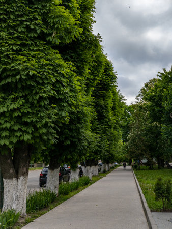 A sidewalk lined with trees next to a parking lot.の写真素材