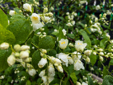 A bunch of white flowers with drops of water on them.の写真素材