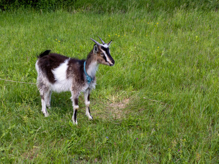 A small goat standing in a grassy field of tall grass.の写真素材