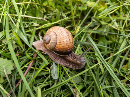 A snail crawling on the ground in the grass.の写真素材