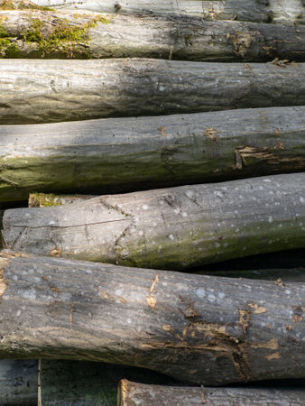 A pile of logs stacked on top of each other.の写真素材