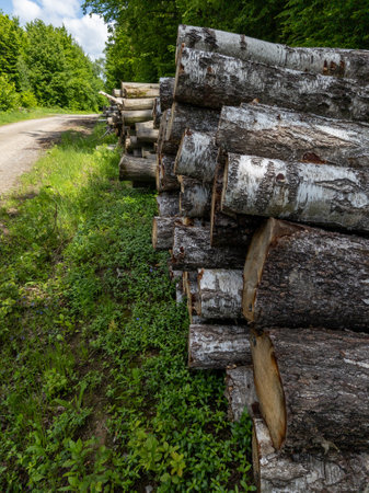 A pile of logs sitting on the side of a dirt road.の写真素材