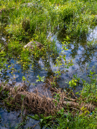 A small pond filled with lots of water and plants.の写真素材