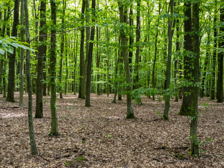 A forest filled with lots of trees and leaves.の写真素材