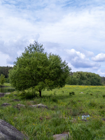 A lone tree in the middle of a grassy field next to a lake.の写真素材