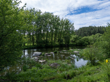 A small river passes through a lush green forest.の写真素材