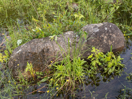 A large rock in the middle of a small pond surrounded by grass and flowers.の写真素材