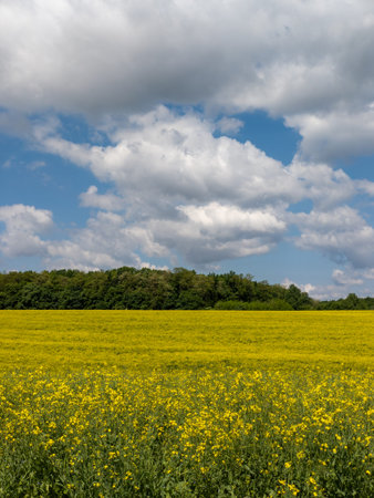 A field of yellow flowers under a cloudy blue sky.