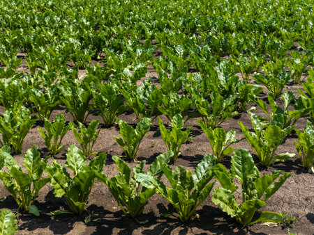 A field of sugar beet, rows of green leaves.