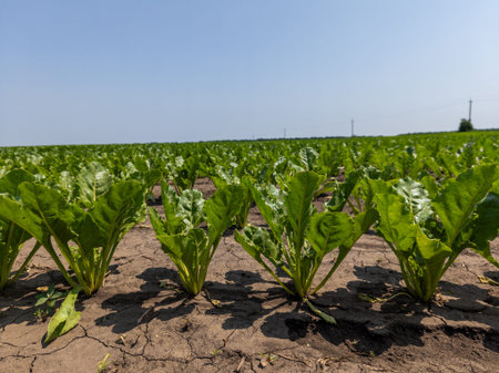 A field of sugar beet, rows of green leaves.